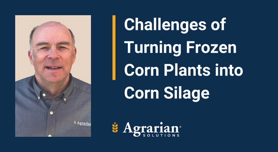 Frozen Corn Plants Into Corn Silage