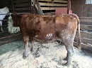 half-way-cow-130.jpg#asset:266