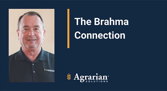 The Brahma Connection