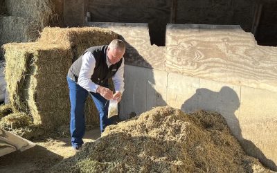 The Challenge of Sampling for Mycotoxins