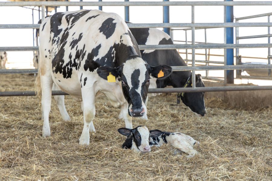BioFresh Bolus Cow and Calf image