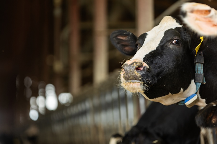 On farm - Cow Image