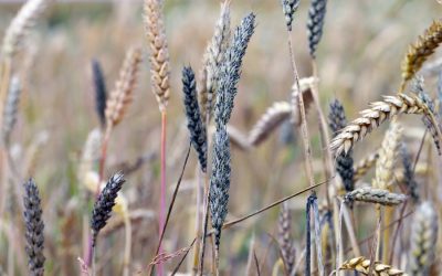 Mycotoxin Binders: Reducing Nutrient Availability and Neglecting Mycotoxins