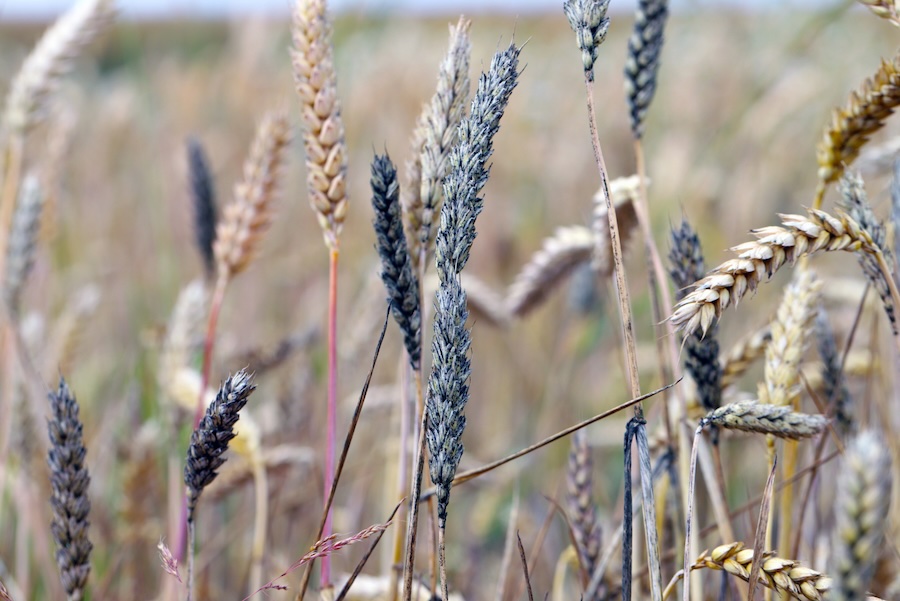 stressed plants - mycotoxins