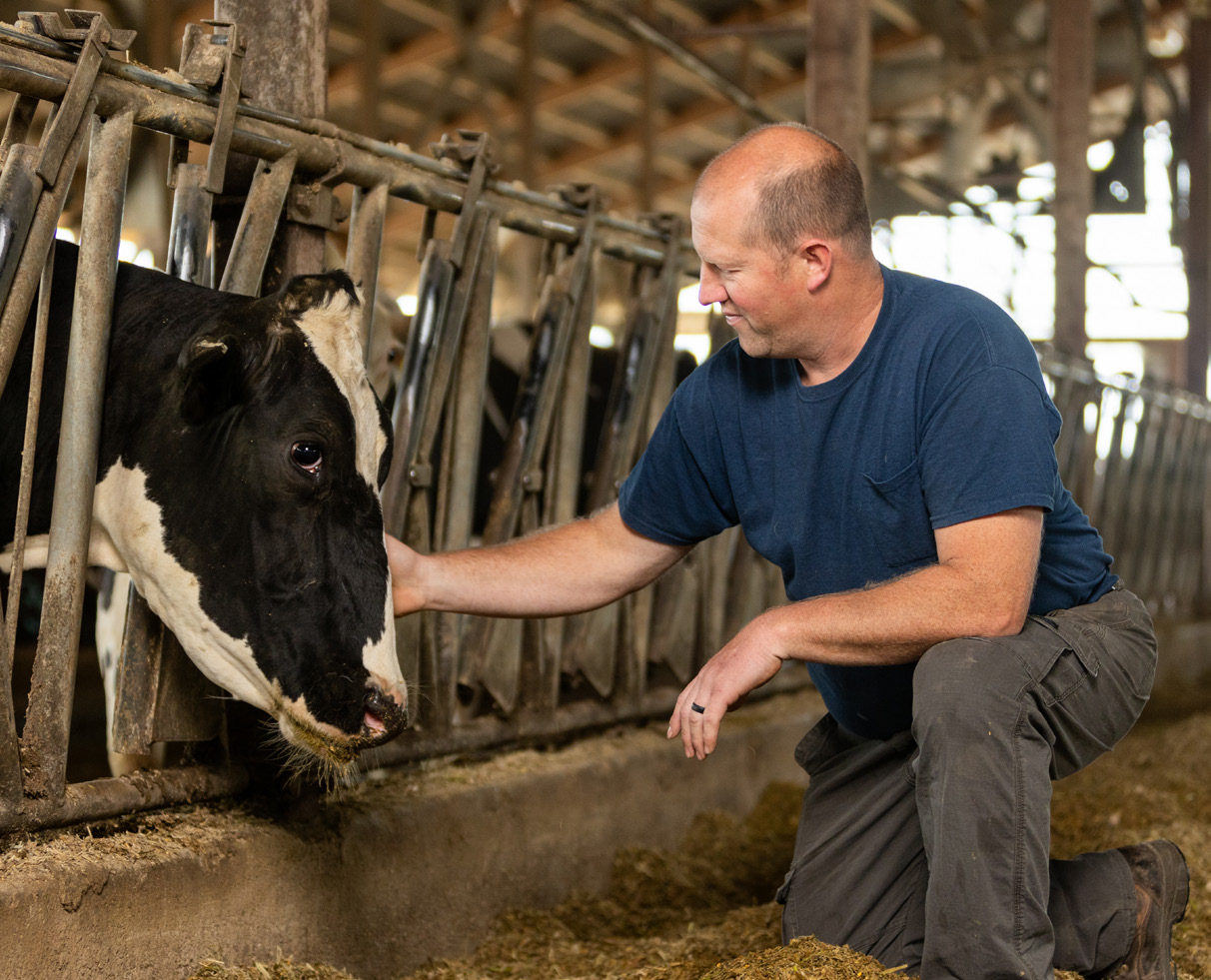 Supplementing DTX to Early Lactation Holstein Cows Challenged by Mycotoxins Improves Pregnancy Rate Featured Image