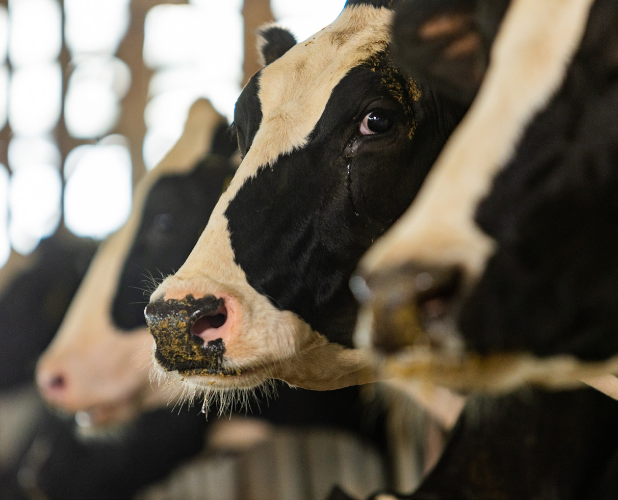Photo of Cow