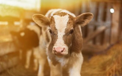 Protect Your Financial and Genetic Investment in Your Calves