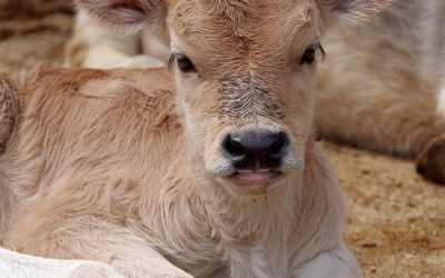 Programs, Not Products Ensure a Successful Future for Calves