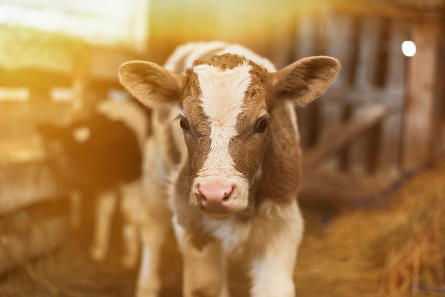 calf