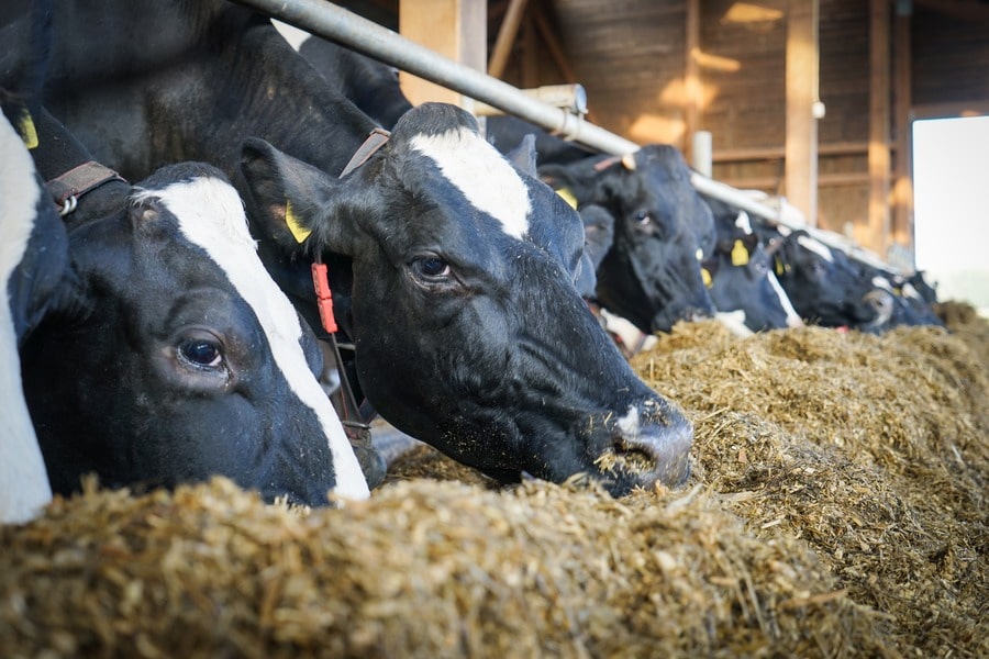 closeup of cows eating their feed
