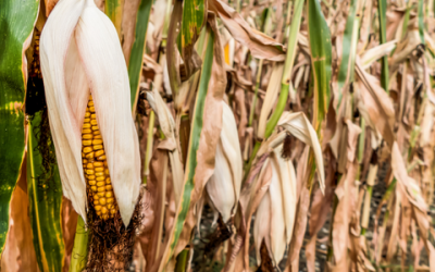 Mycotoxin Report: October 2023 – February 2024