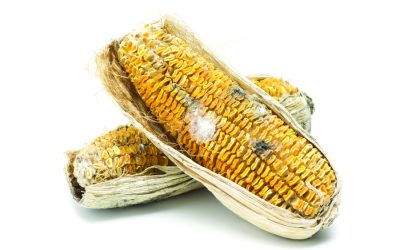 Challenges of Turning Frozen Corn Plants into Corn Silage