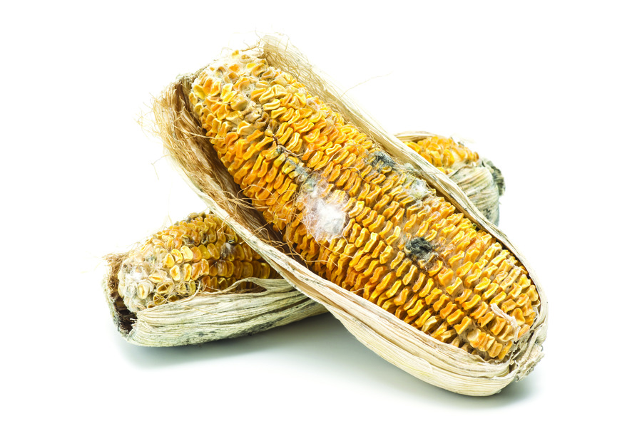 corn cob