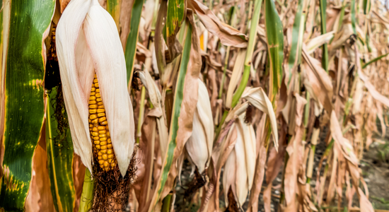 corn