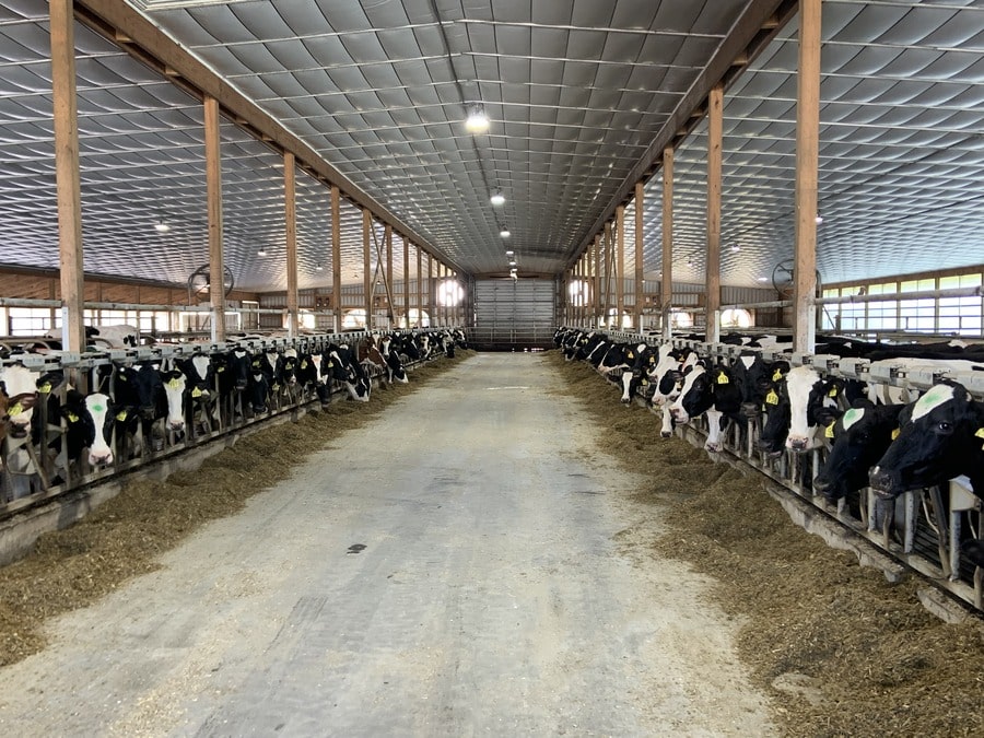 Cow Farm