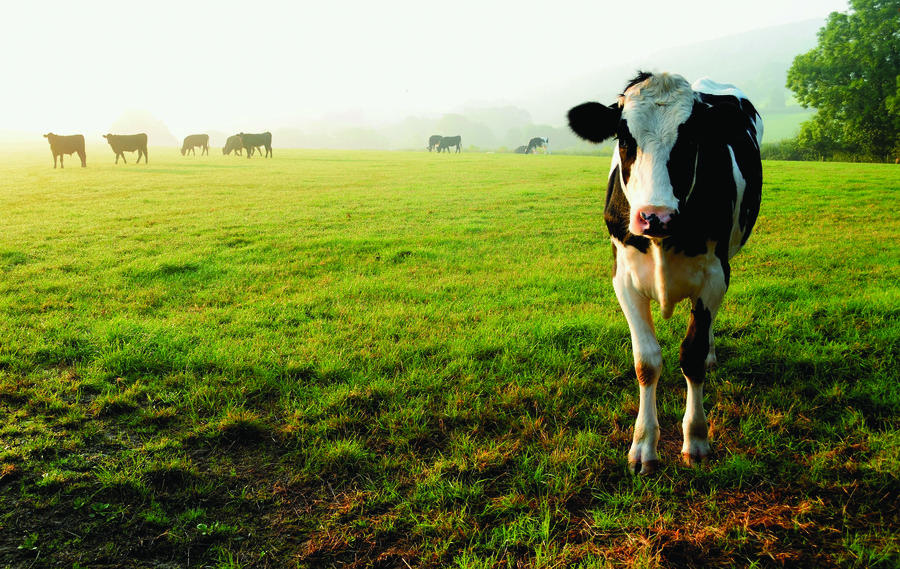 cow in a field with other cows