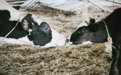 Enhancing reproductive success of mycotoxin-challenged cows