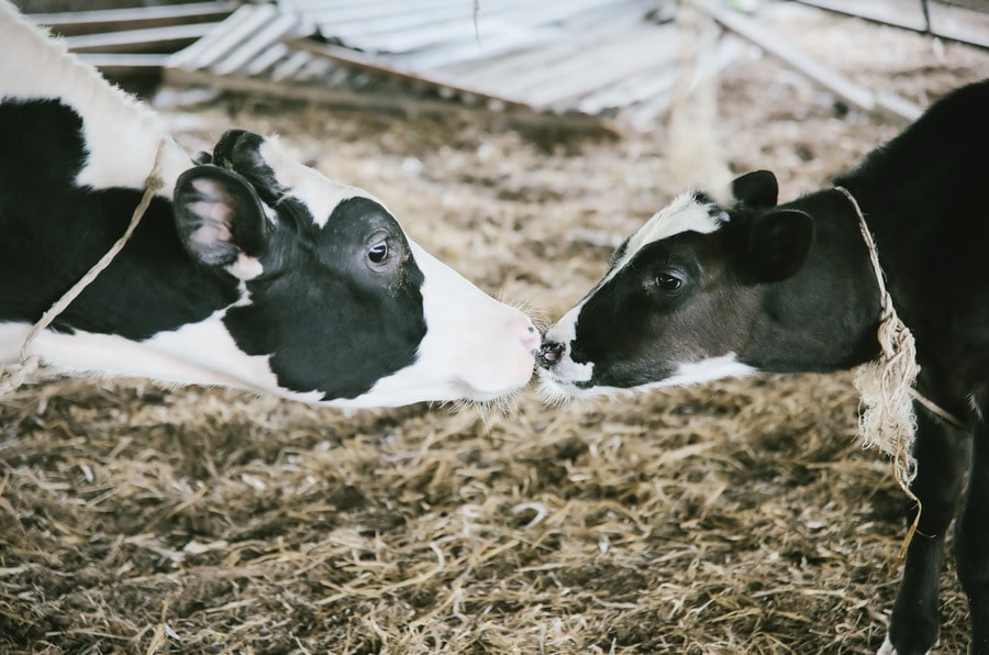 cow kissing calf