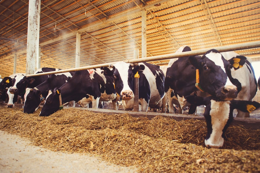 cows eating hay