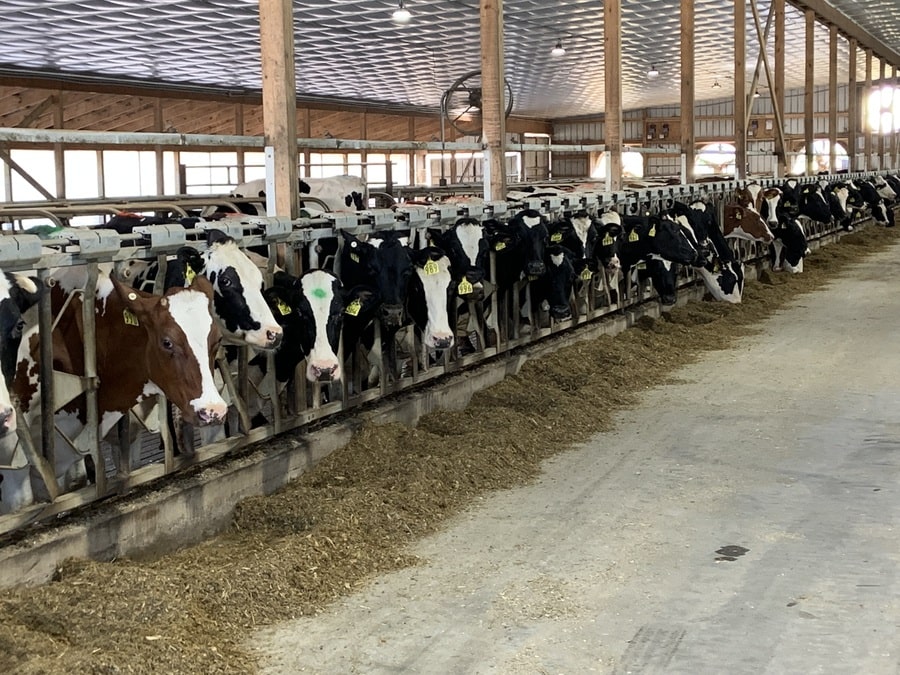 cows in a farm