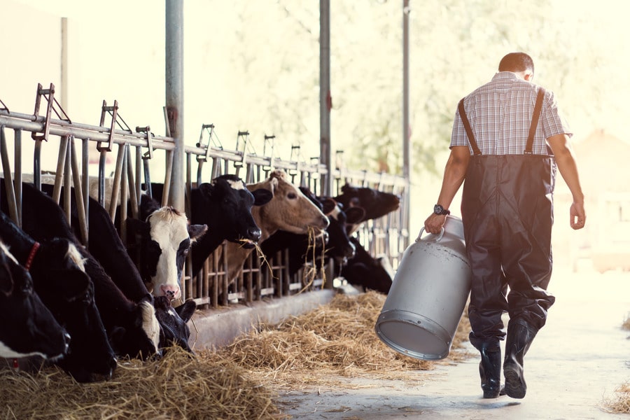 feeding cows