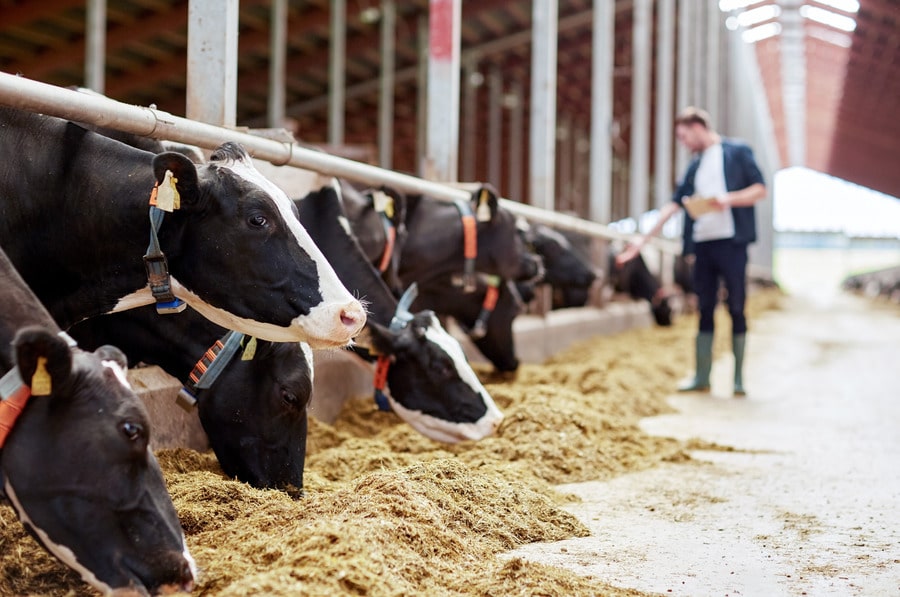 feeding the cows