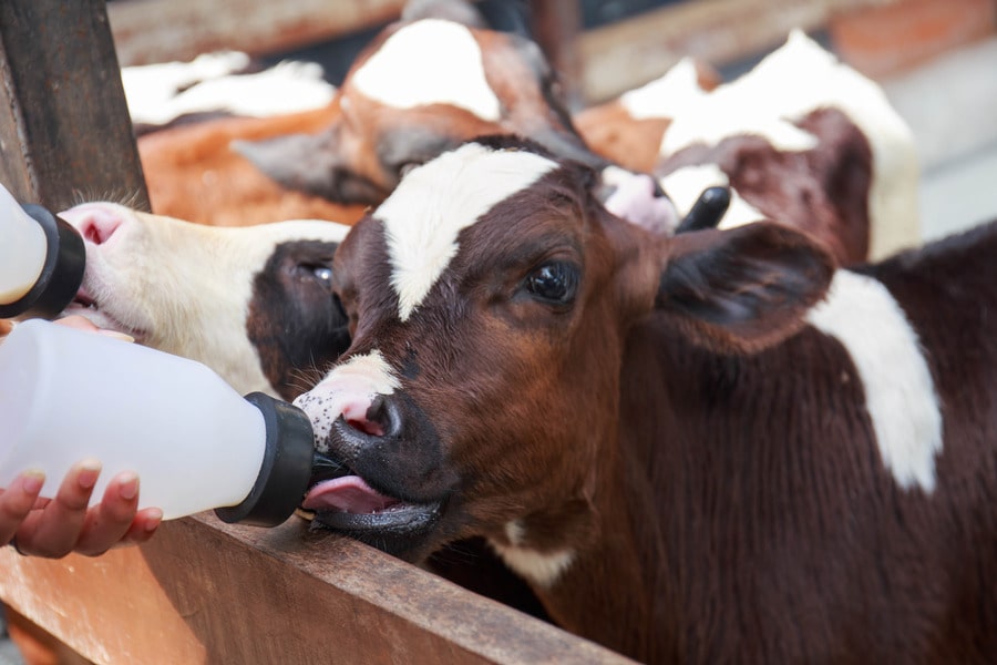 helping cow drink milk