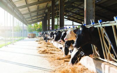 Resolving Inflammation Saves Nutrients to Enable Cattle to Reach Their Genetic Potentials