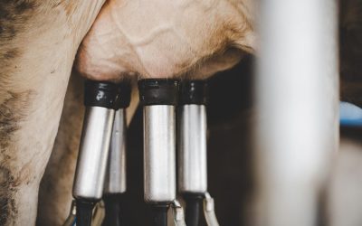 Which Came First: Ketosis or a Health Challenge?