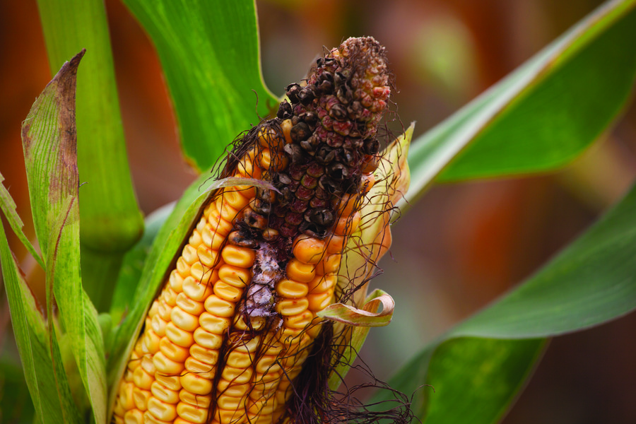 rotting corn