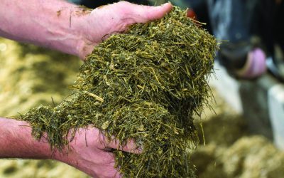Mycotoxin Report: April – September 2023
