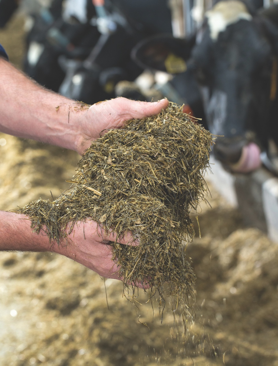 Silage dairy feed challenges<br />