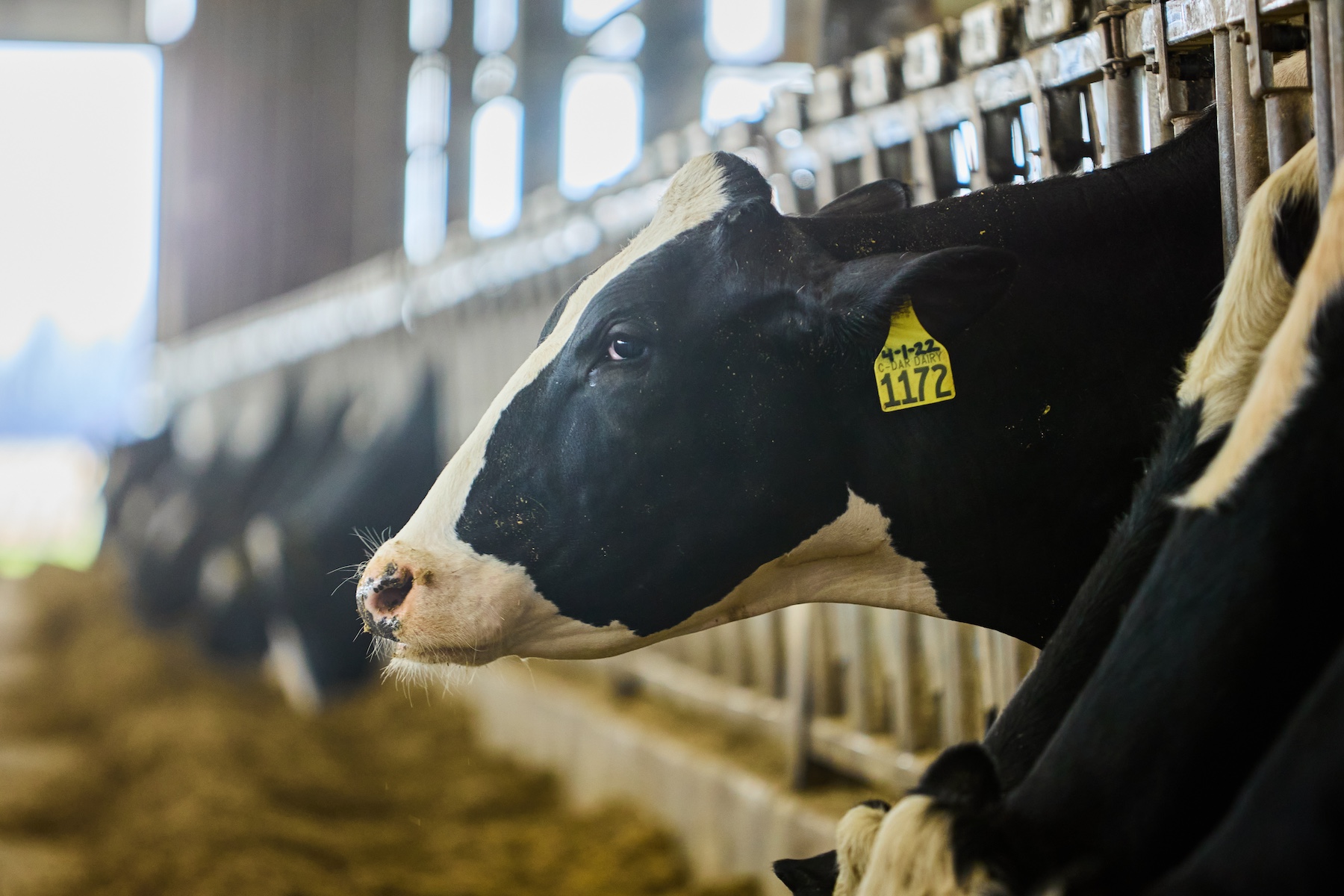 Dairy Cows