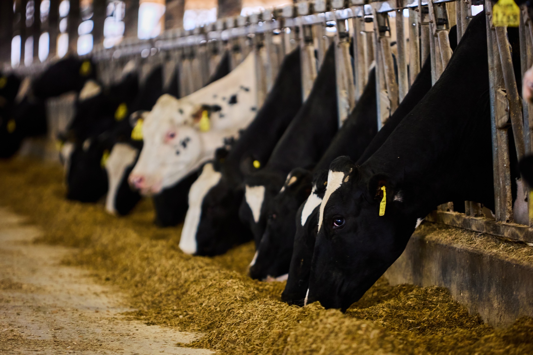 Dairy Cows