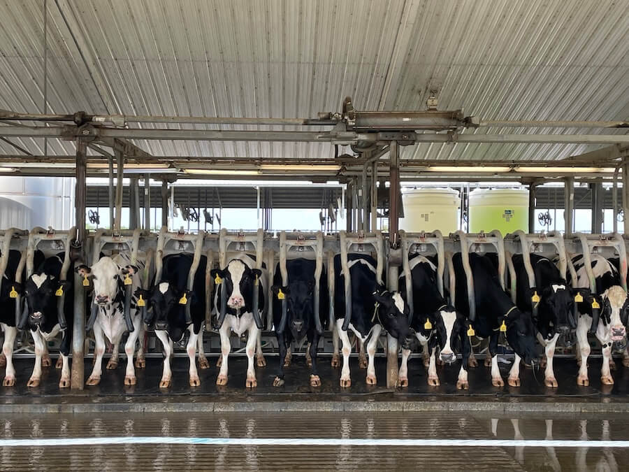Florida Cows Parlor
