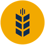 agrarian blue wheat on gold blue wheat on gold