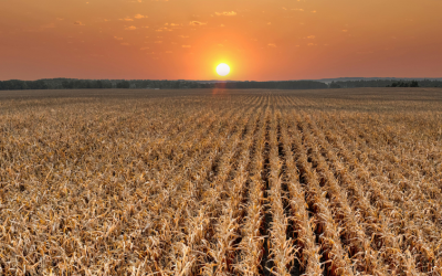 2025 Crop Year Review