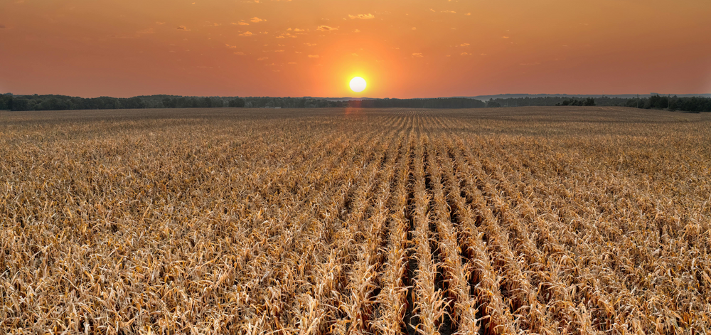 Sunset on cornfield