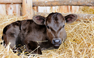 How Egg-Based IgY and Colostrum IgG Work Together to Protect Calf Gut Health