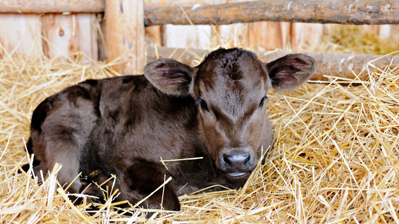 How Egg-Based IgY and Colostrum IgG Work Together to Protect Calf Gut Health Blog Post Feature Image How Egg-Based IgY and Colostrum IgG Work Together to Protect Calf Gut Health Blog Post Feature Image