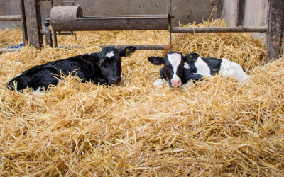 What Recent Research Reveals About Calf Transport Variability