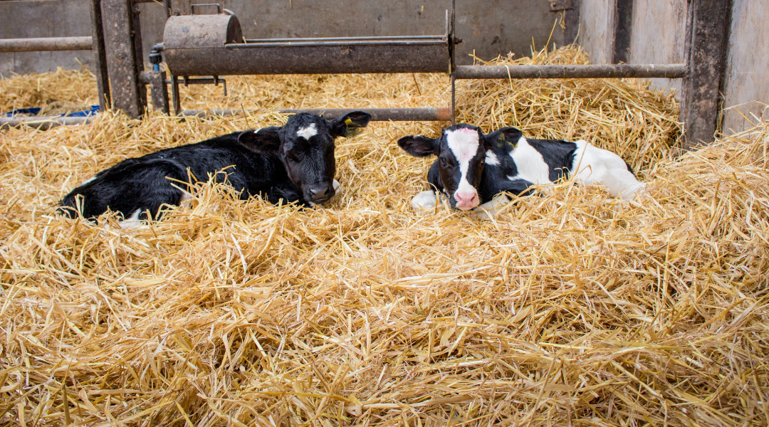 Dairy calves for RISE