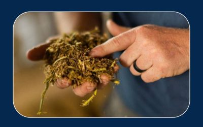 Wild Yeasts: Stealing Nutrients and Heating Up Feed