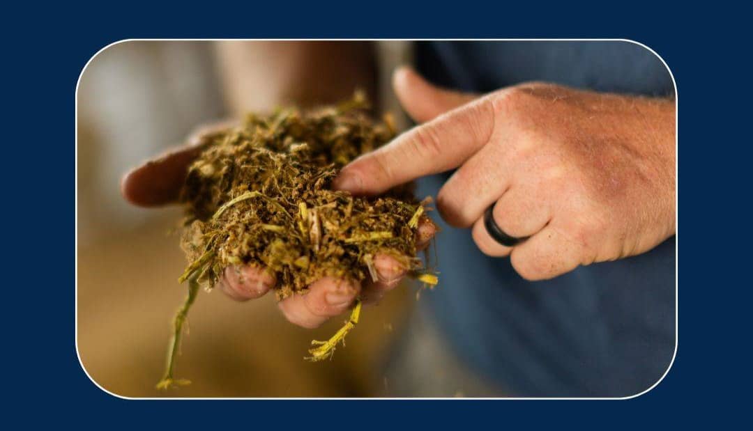 Agrarian Solutions Wild Yeasts: Stealing Nutrients and Heating Up Feed