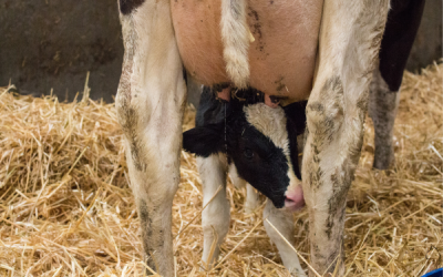 Transition Cow Management: A Program Approach to Health, Milk Production, and Fertility