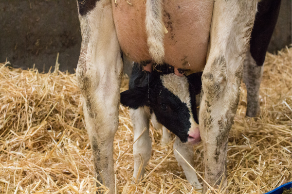 Transition Cow Management: A Program Approach to Health, Milk Production and Fertility