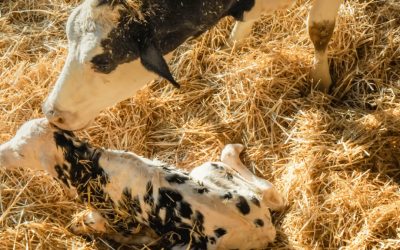 Setting Up First-Lactation Heifers for Long-Term Success