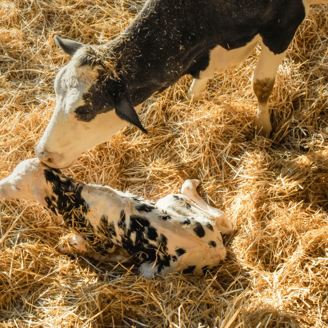 Cow Start Complete – new born calf photo Cow Start Complete - new born calf photo