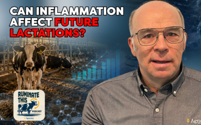 80: Dairy Podcast Show | First-Lactation Cows: Inflammation, Transition, and Future Performance
