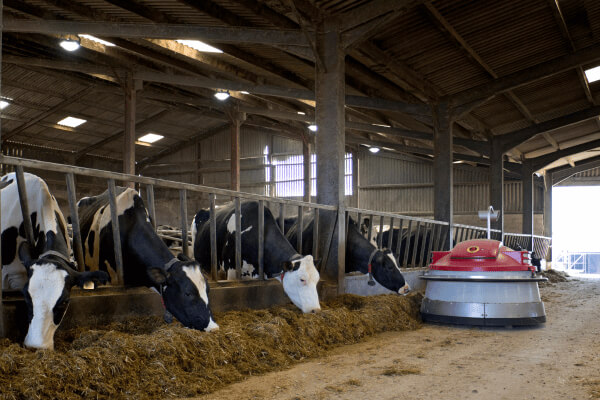 October Blog Post feature image DTX™ - Not Just for DON - cows in a barn